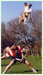 Nick  - австралийская овчарка  дог фризби фрисби dog frisbee